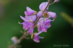 Uraria rufescens
